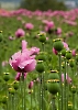 Mohn auf der Schwäbischen Alb 