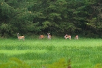 Dammwild heuteim Wald gsehen.