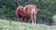 Für den Bauern wäre die Milch viel  zu schade