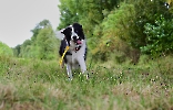 Border Collies sind manchmal jeck