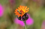 Auf der Blüte sitzt eine Hosenbiene,