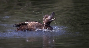 Hier hat sie gerade den Rotmilan über dem Teich entdeckt