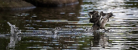 Mal so eben über den Teich gelatscht