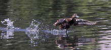 Seit gestern haben wir wieder 2 Reiherenten Weibchen auf dem Teich,