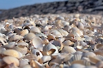 Muscheln auf Hallig Hooge