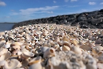 Muscheln auf Hallig Hooge